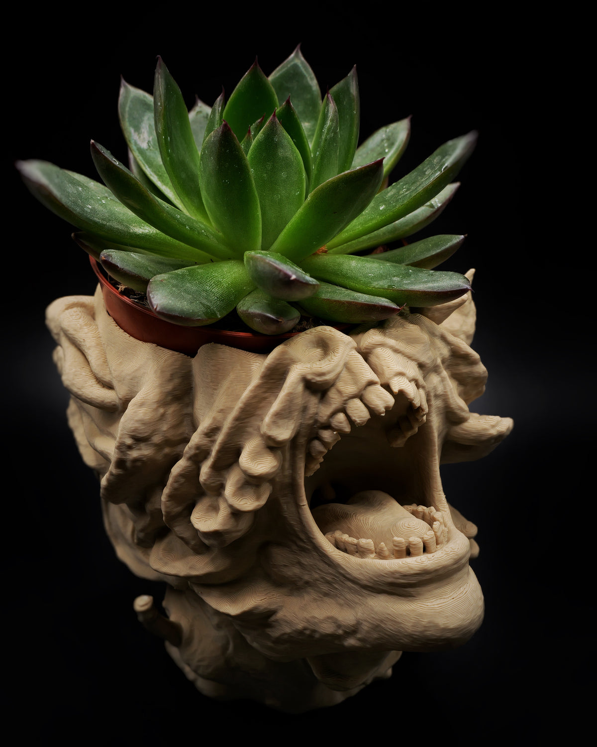 Cache-pot claqueur
